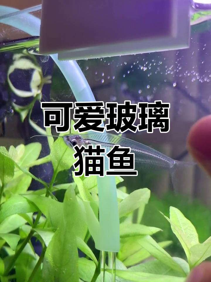 热带鱼缸里的玻璃猫,萌态十足!