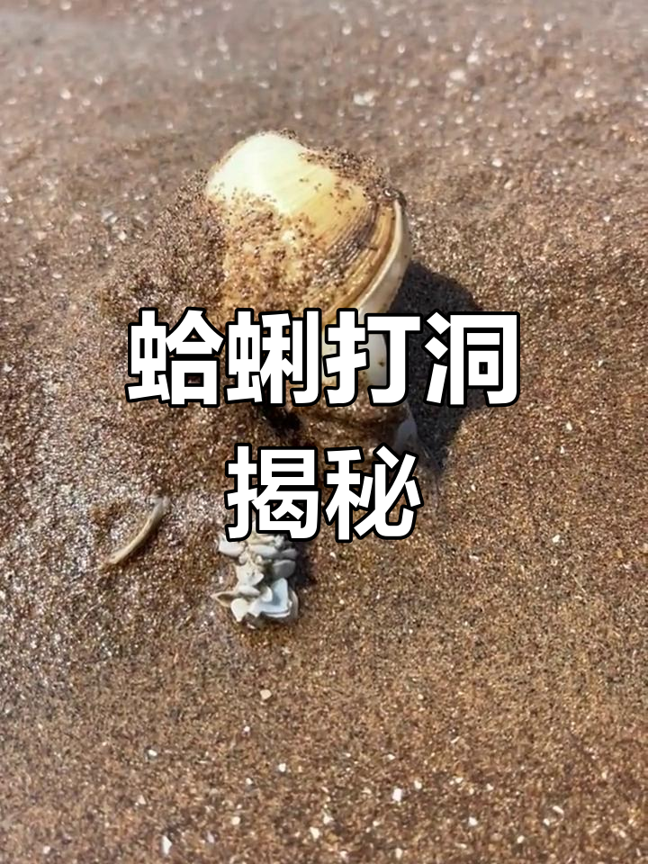 蛤蜊如何打洞?