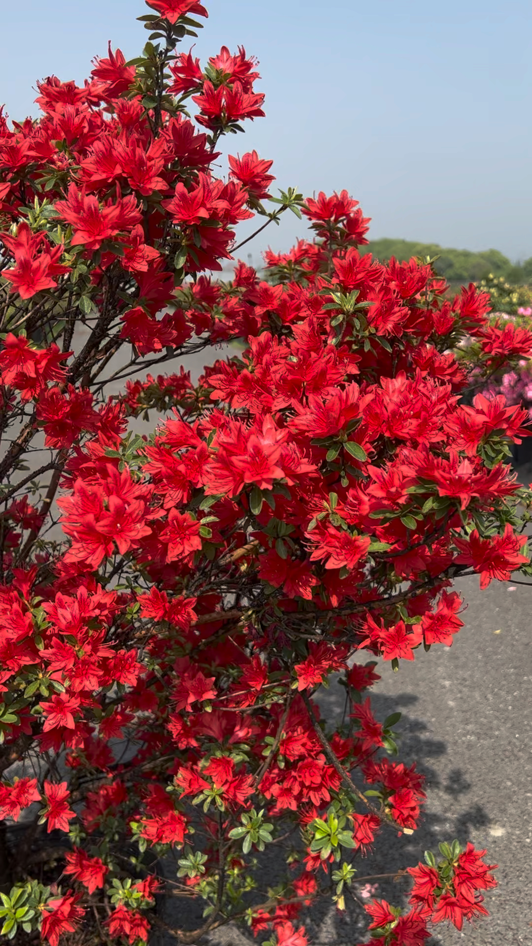 精品杜鹃开花不见叶～火烈鸟
