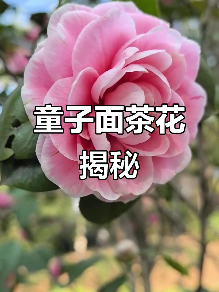 童子面茶花:美丽与神秘的完美结合
