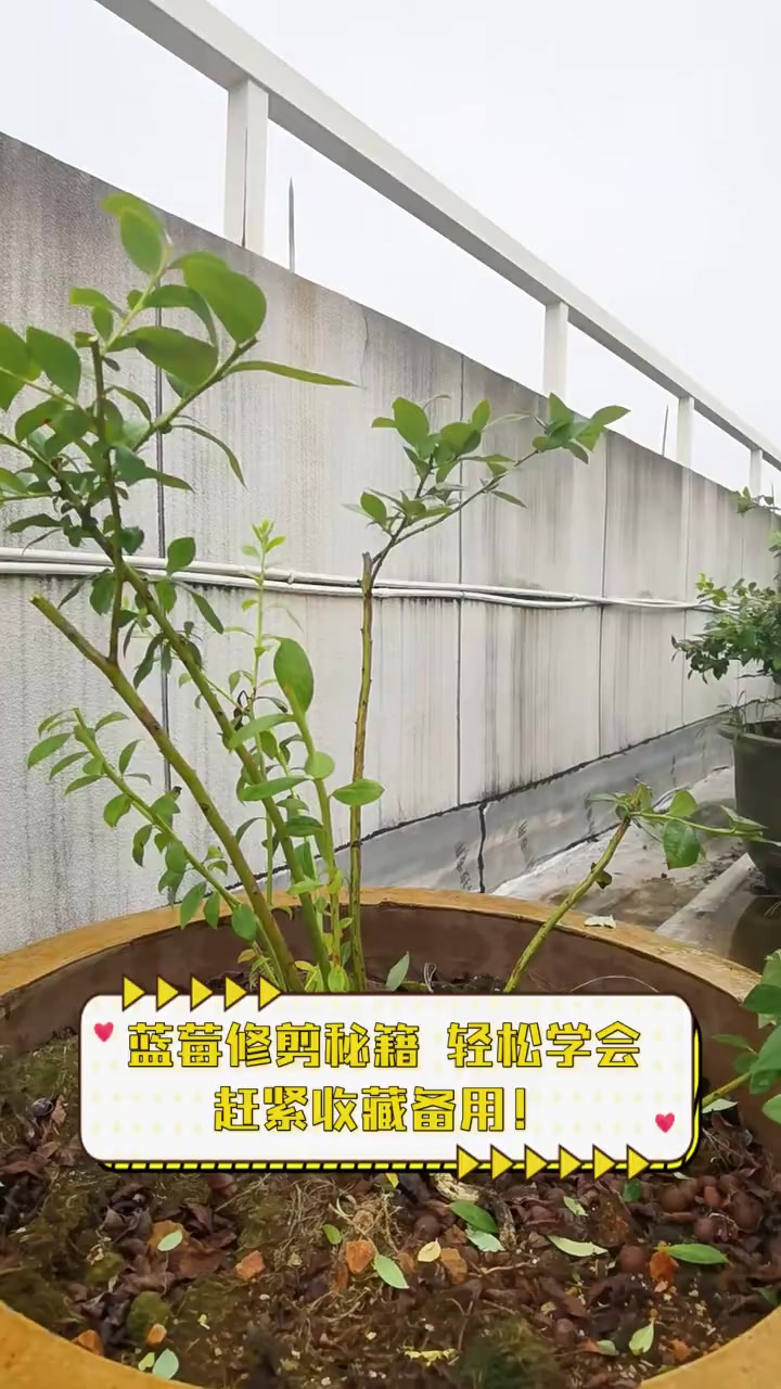 蓝莓修剪秘籍,轻松学会,赶紧收藏备用!