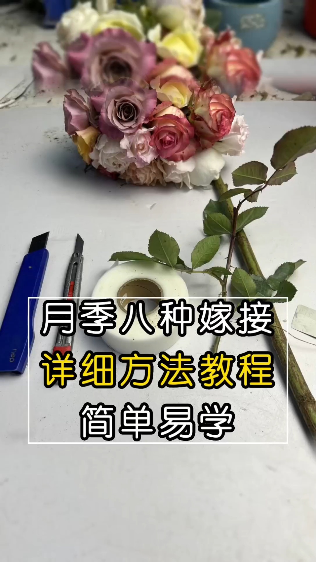月季花苗嫁接,根接详细教程-度小视