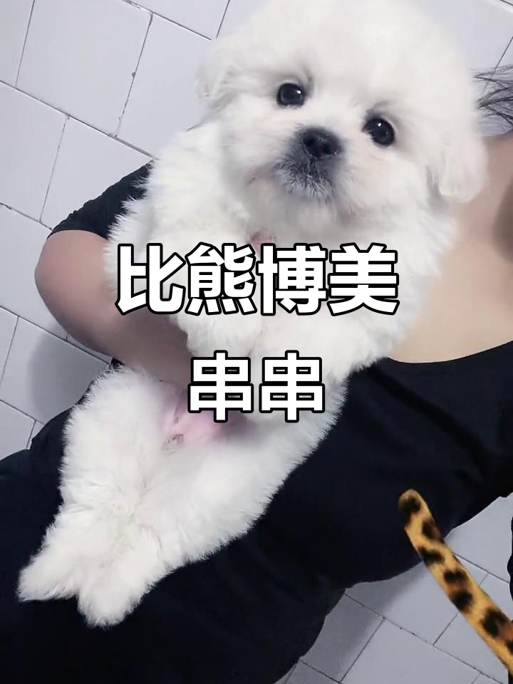 比熊和博美混种,萌态十足