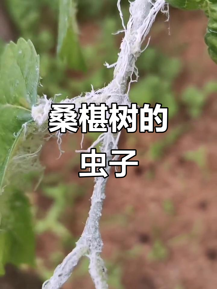 桑椹树上的白色小虫,看得我头皮发麻