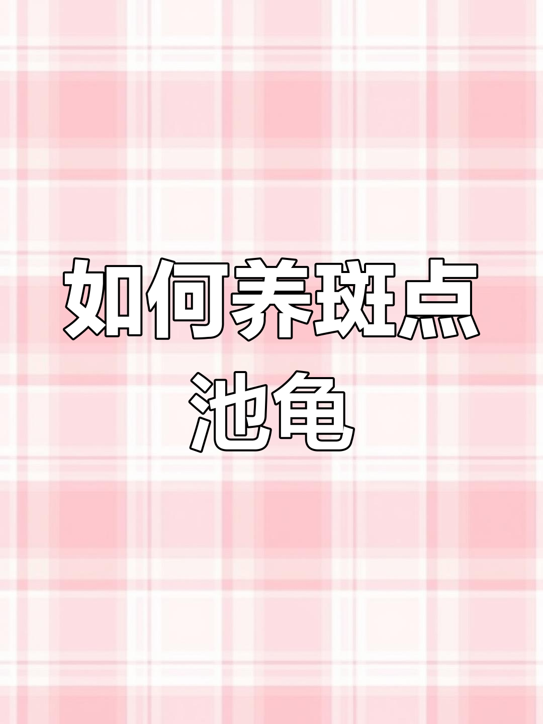 斑点池龟饲养全攻略