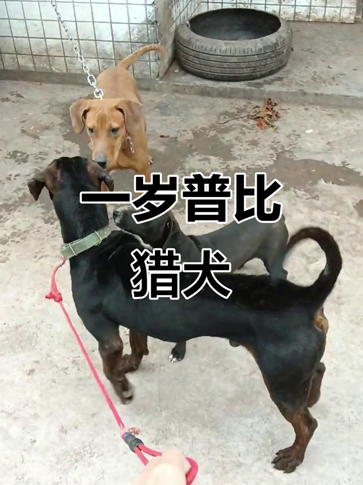 普比猎犬一岁多,调皮捣蛋惹人爱