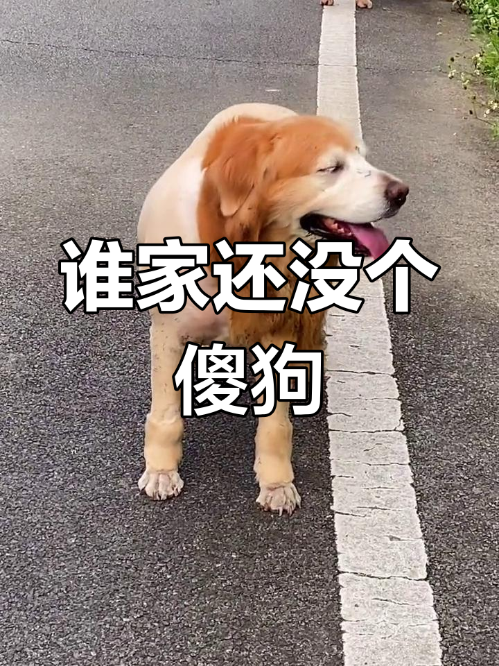 傻狗日常,笑到不行!
