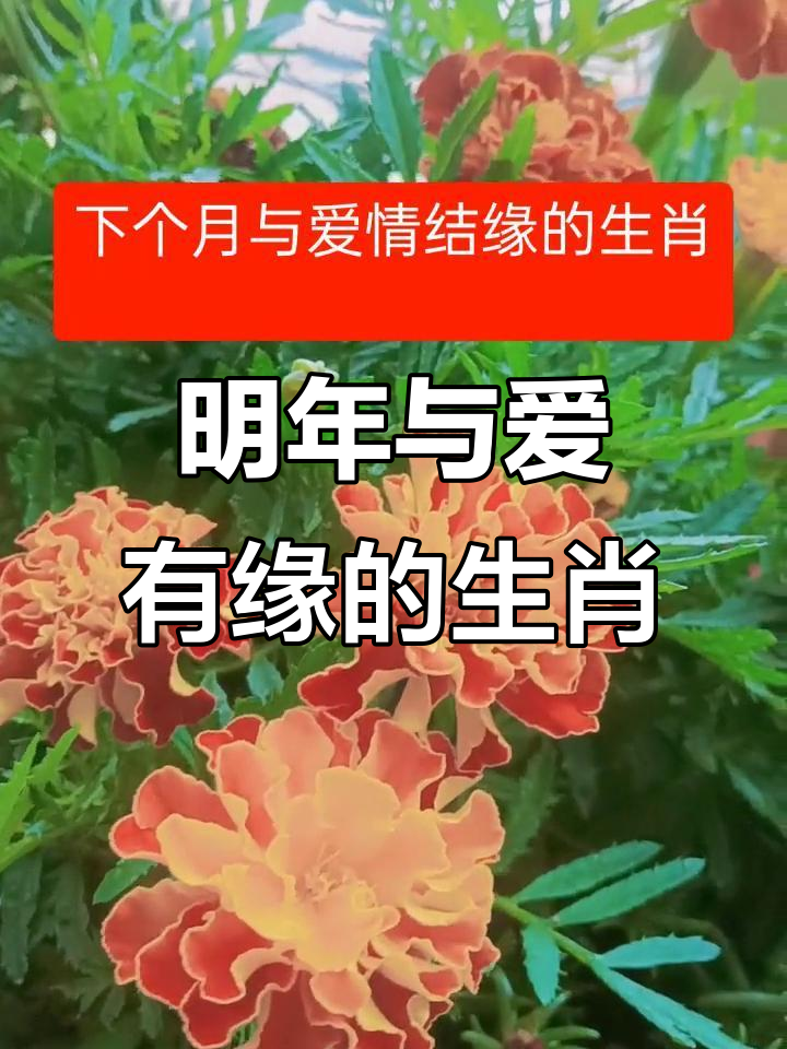 本月爱情生肖运势(下月爱情运势星座)