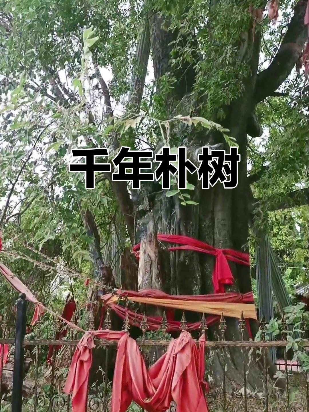 这棵朴树高达24.5米,历经600年风雨,堪称古树的传奇