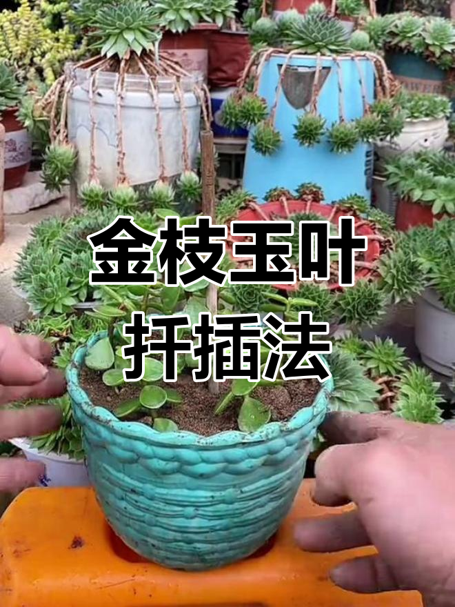 金枝玉叶扦插技巧,轻松生根