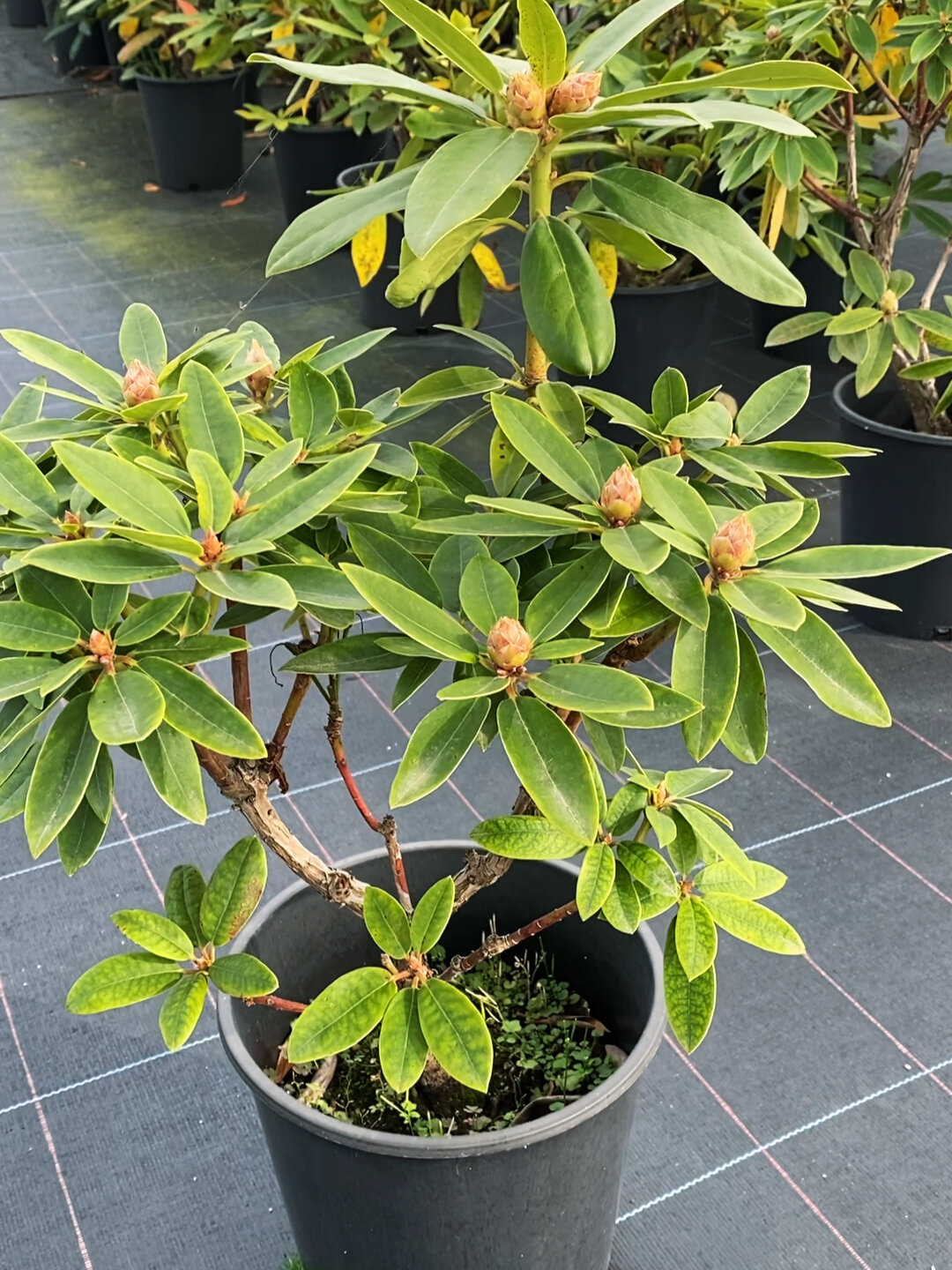 高山杜鹃-独杆树型玛利亚!