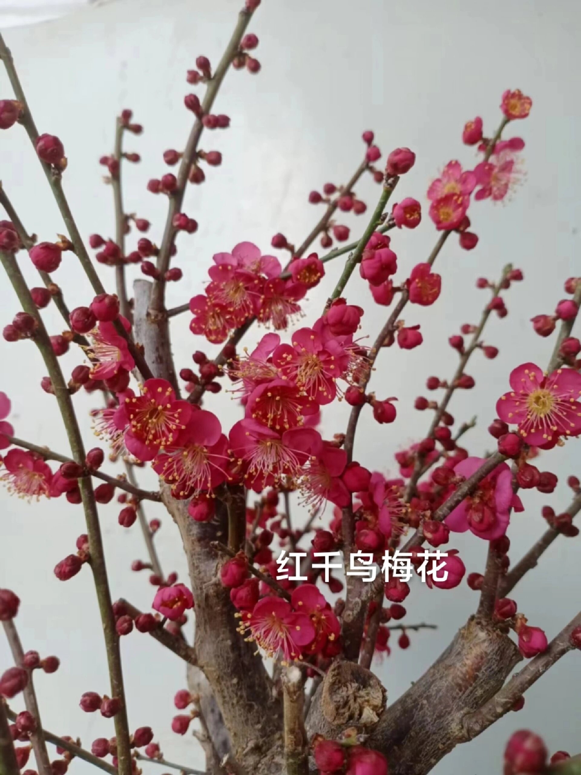 笑傲江湖梅花红图片