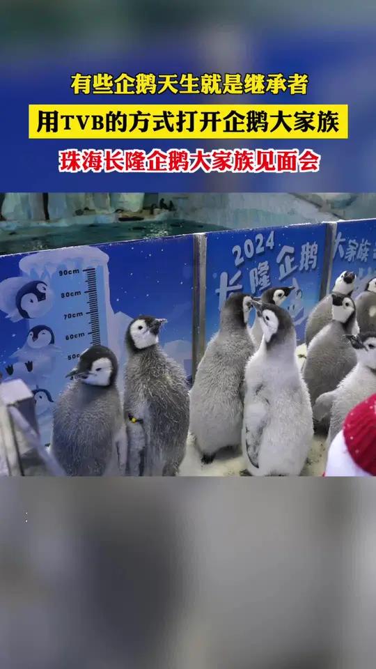 用tvb的方式打开企鹅大家族 珠海长隆有自己的jelly鹅
