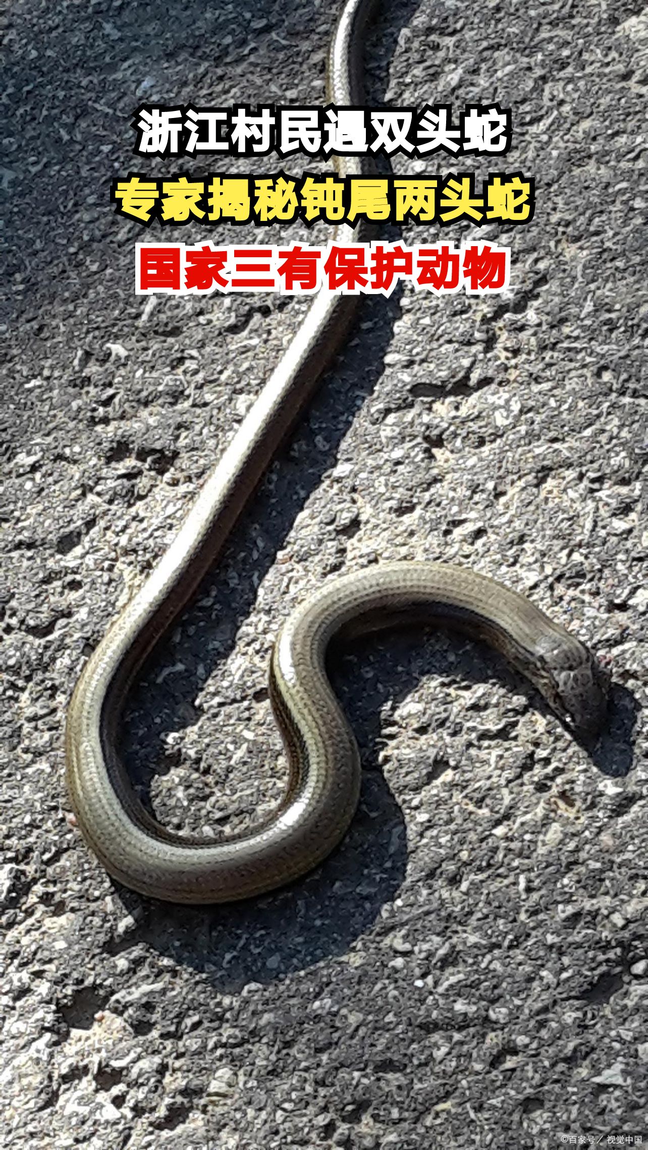 浙江山村惊现双头怪蛇专家揭秘蛇界伪装大师村民直呼太离谱