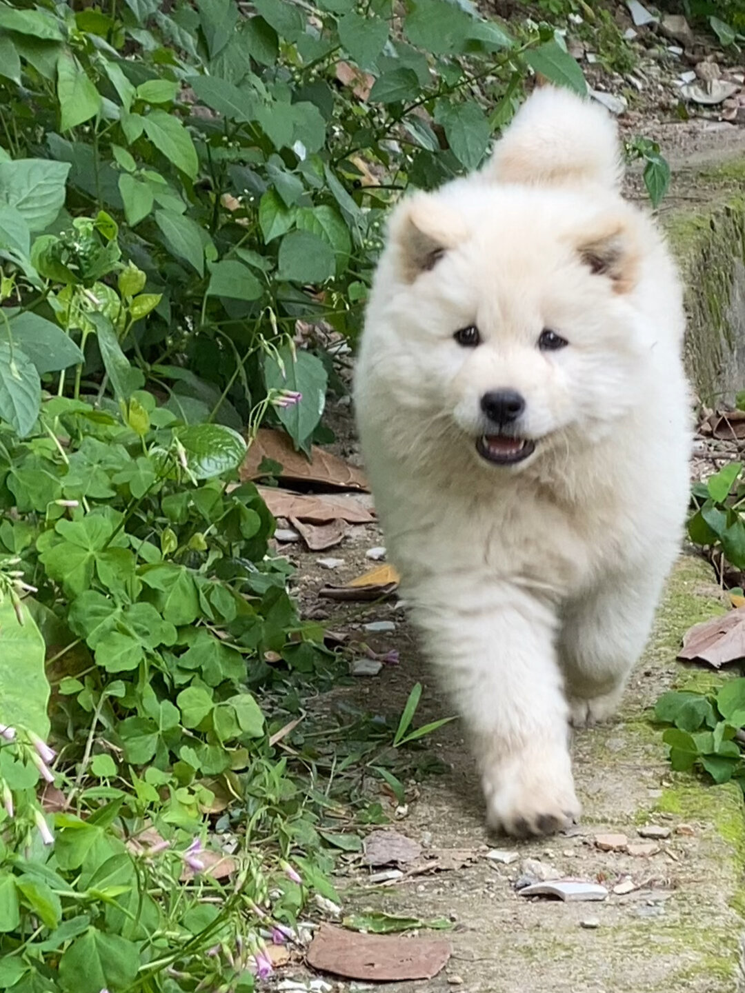 土松犬能长多大图片