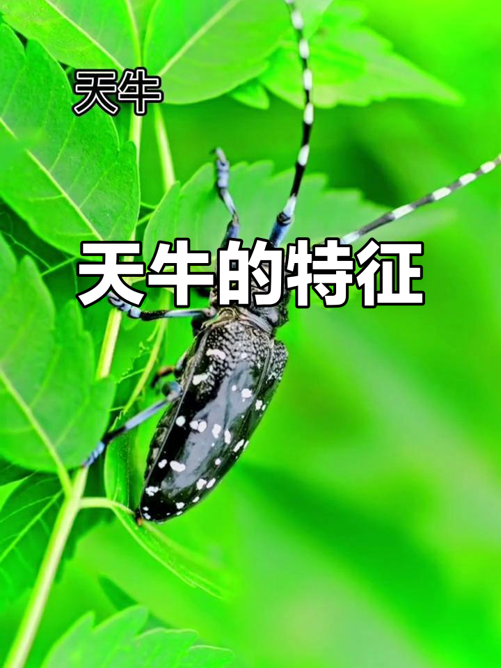天牛,触角长过身躯的昆虫,全球种类繁多