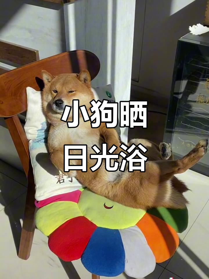 狗狗晒太阳,萌态十足,表情超可爱!