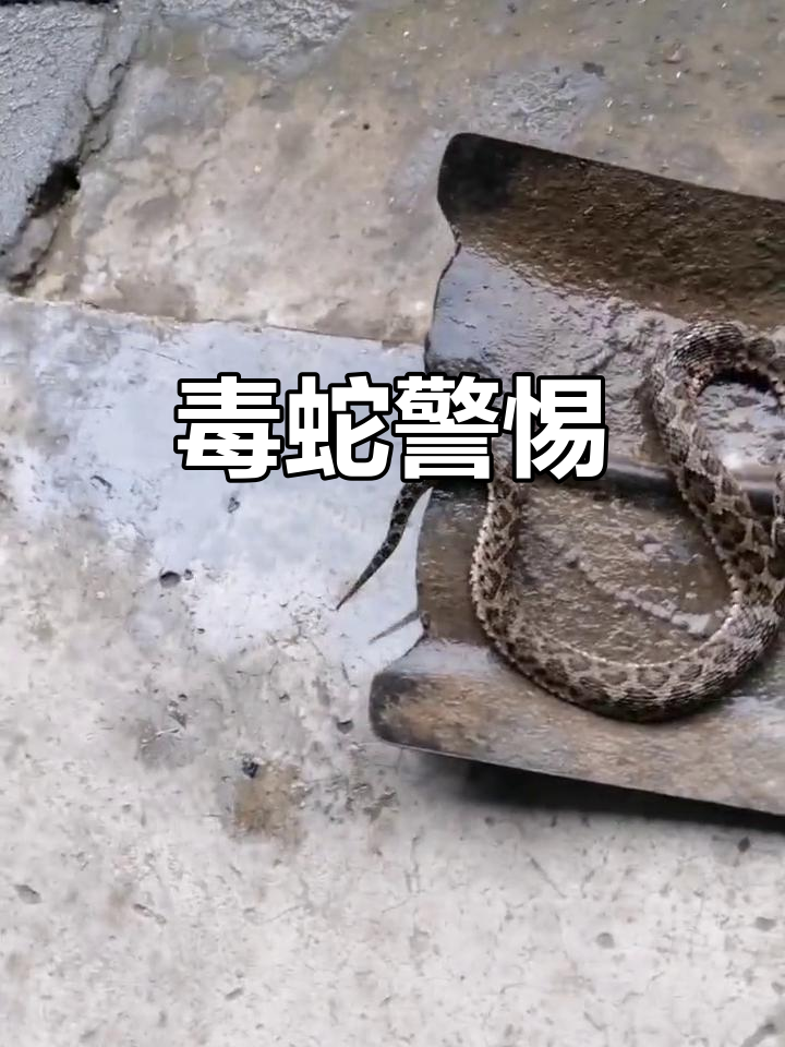 土腹蛇毒性极强,一旦接触后果堪忧!
