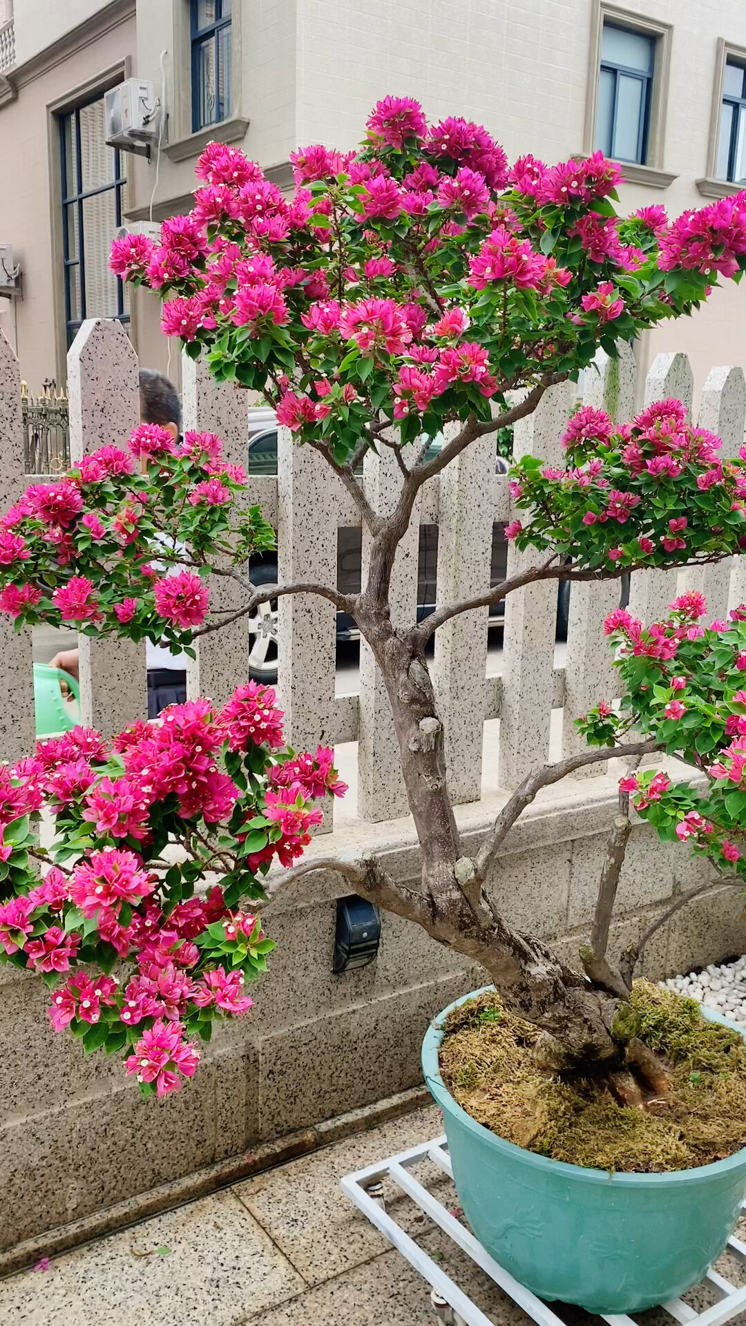 三角梅塔紫盆景