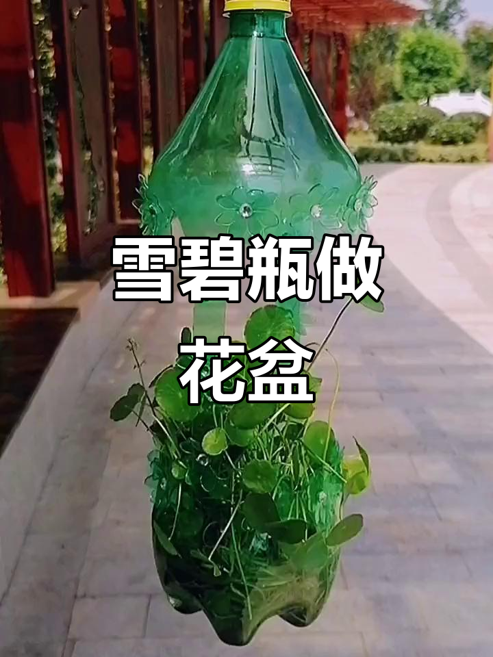 废雪碧瓶变吊兰花盆,创意diy教程