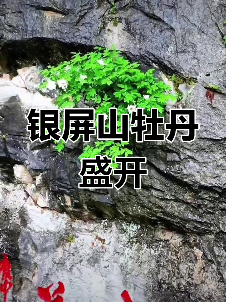 巢湖银屏牡丹花图片