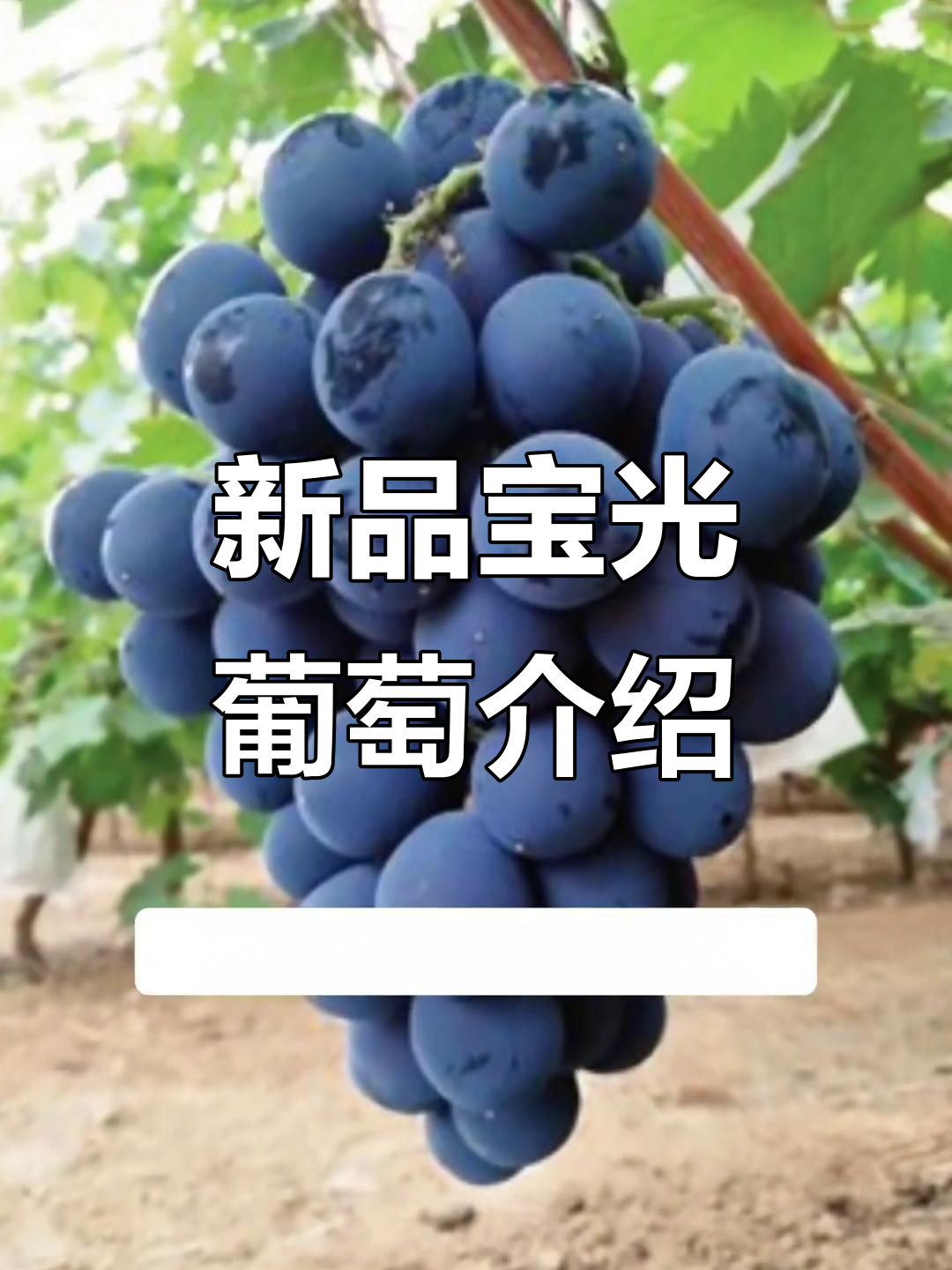 宝光葡萄:新品种优势与生长特性全解析