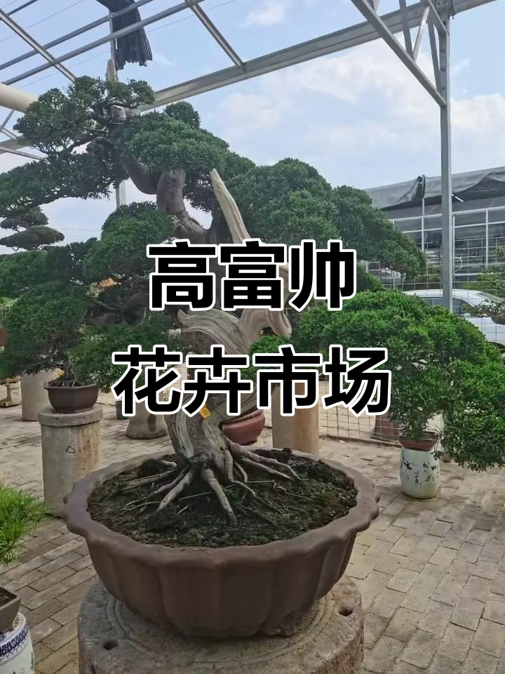 西安最大花卉市场,360亩花海等你来探!