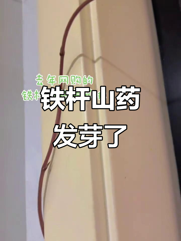 网购山药发芽,生命力惊人