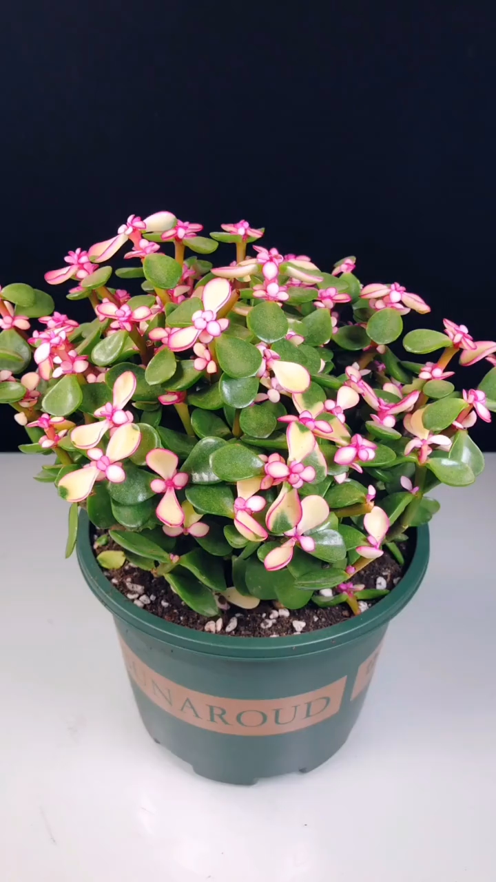 金枝玉叶到底能不能开花?