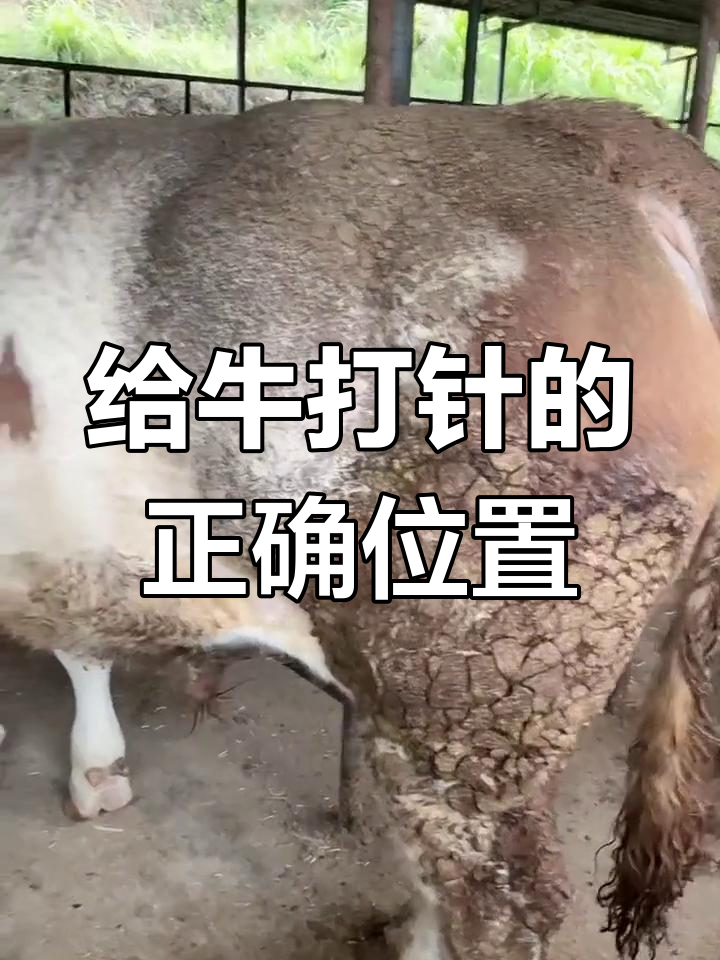 牛的日常护理:量体温,打针技巧全解析