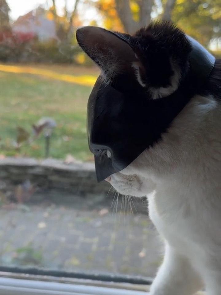 蝙蝠侠,猫咪,一起看看