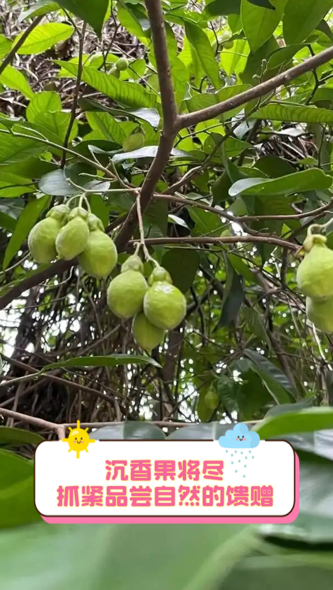 沉香果将尽,抓紧品尝自然的馈赠