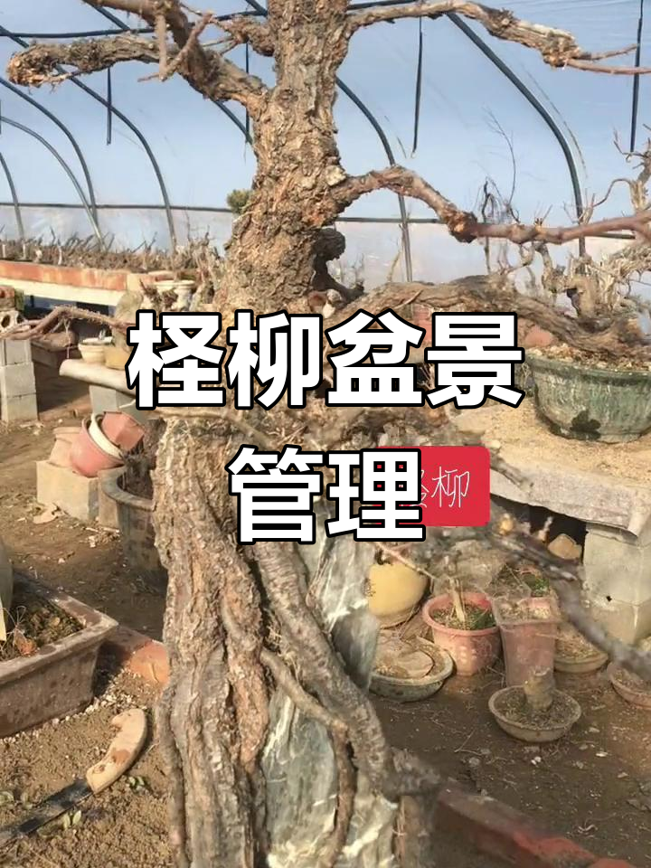 柽柳盆景的养护技巧