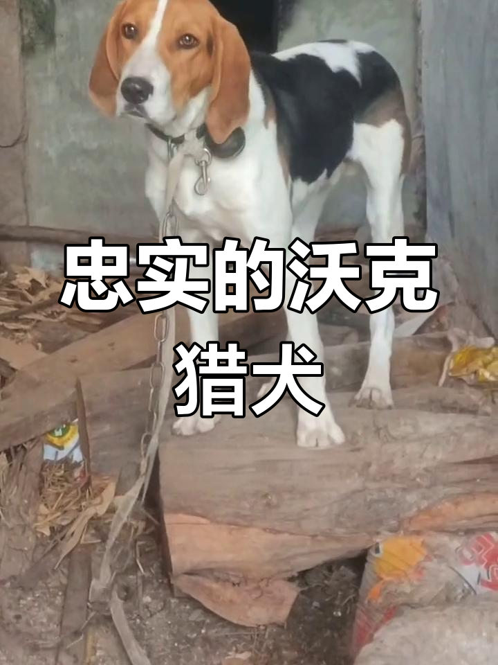 7个月沃克公狗,忠诚与实战并肩飞翔