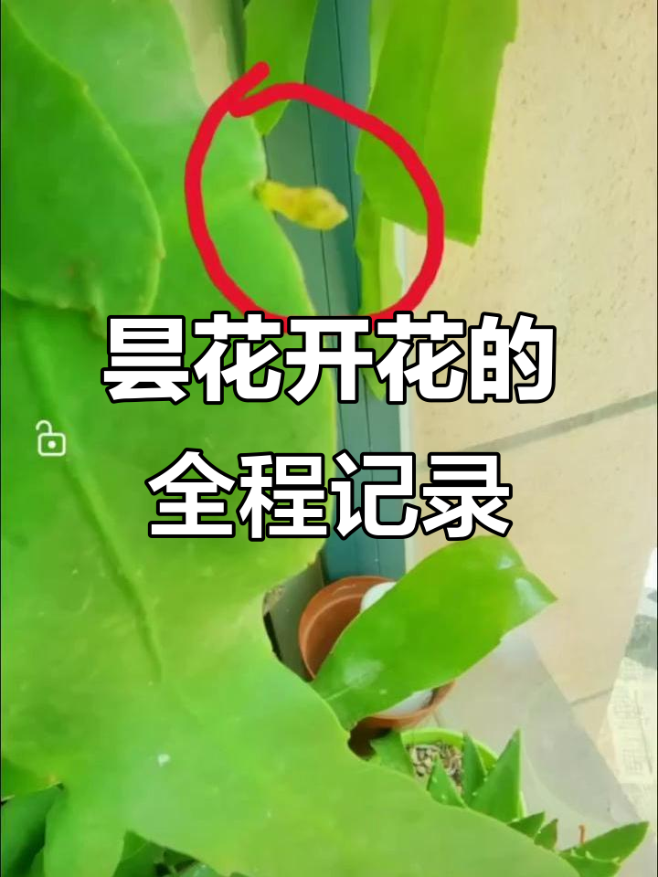 昙花从发芽到盛开的全过程,见证奇迹的绽放