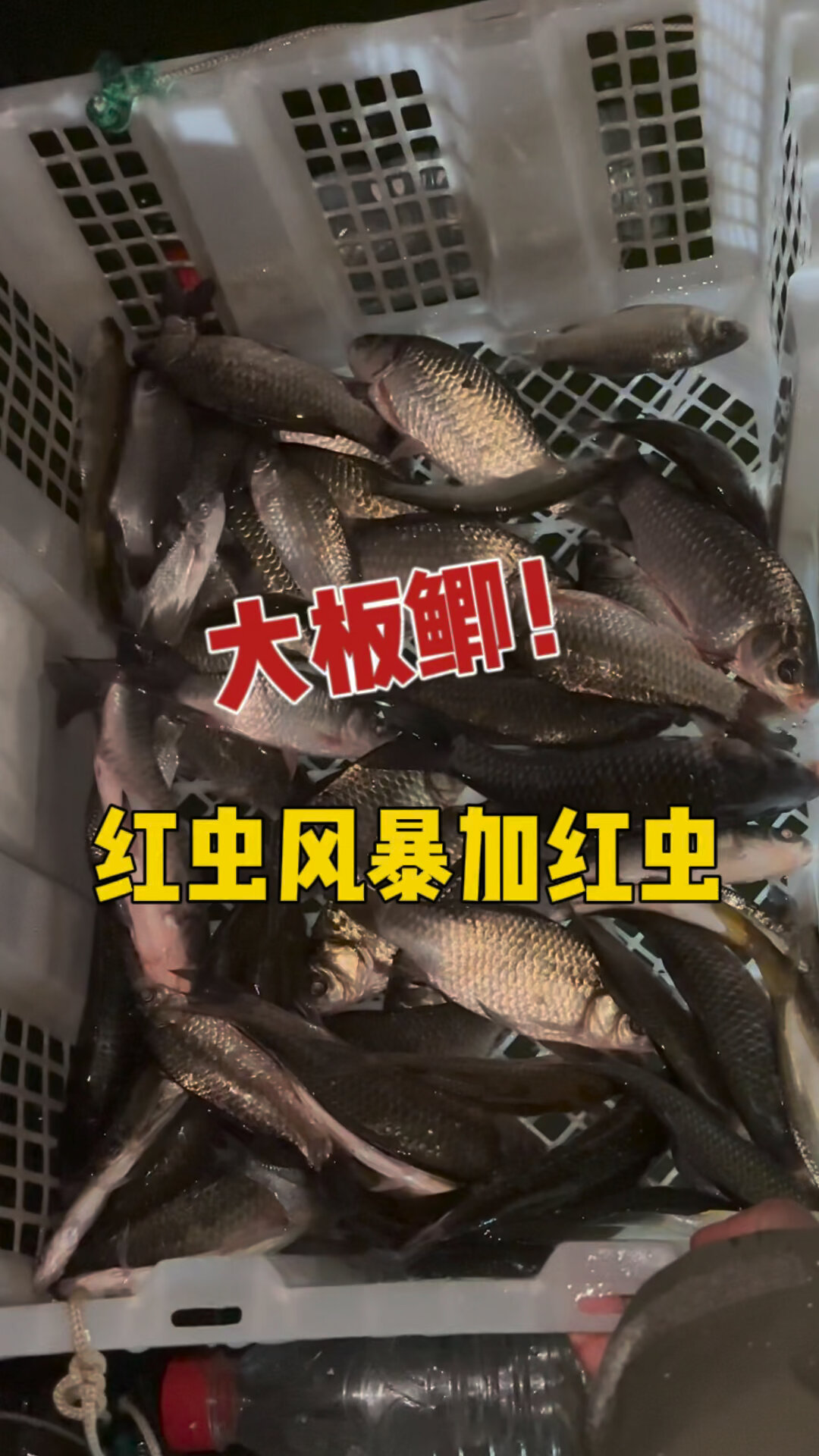 红虫风暴加红虫,钓鱼威力大无穷