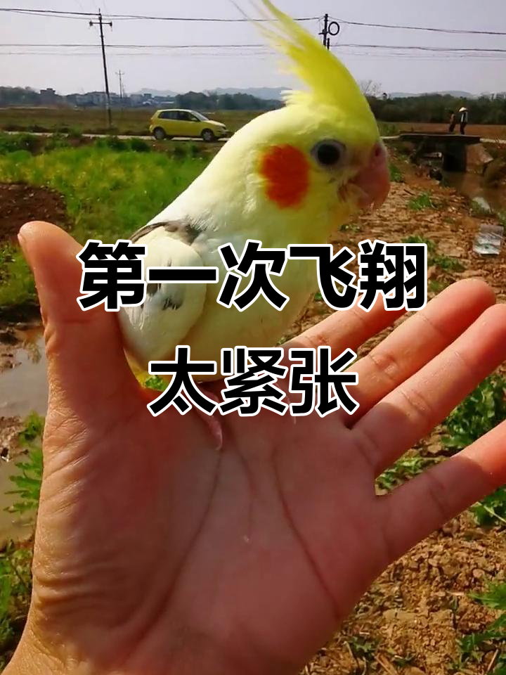 玄凤鹦鹉首次飞行,紧张又搞笑的盘飞瞬间