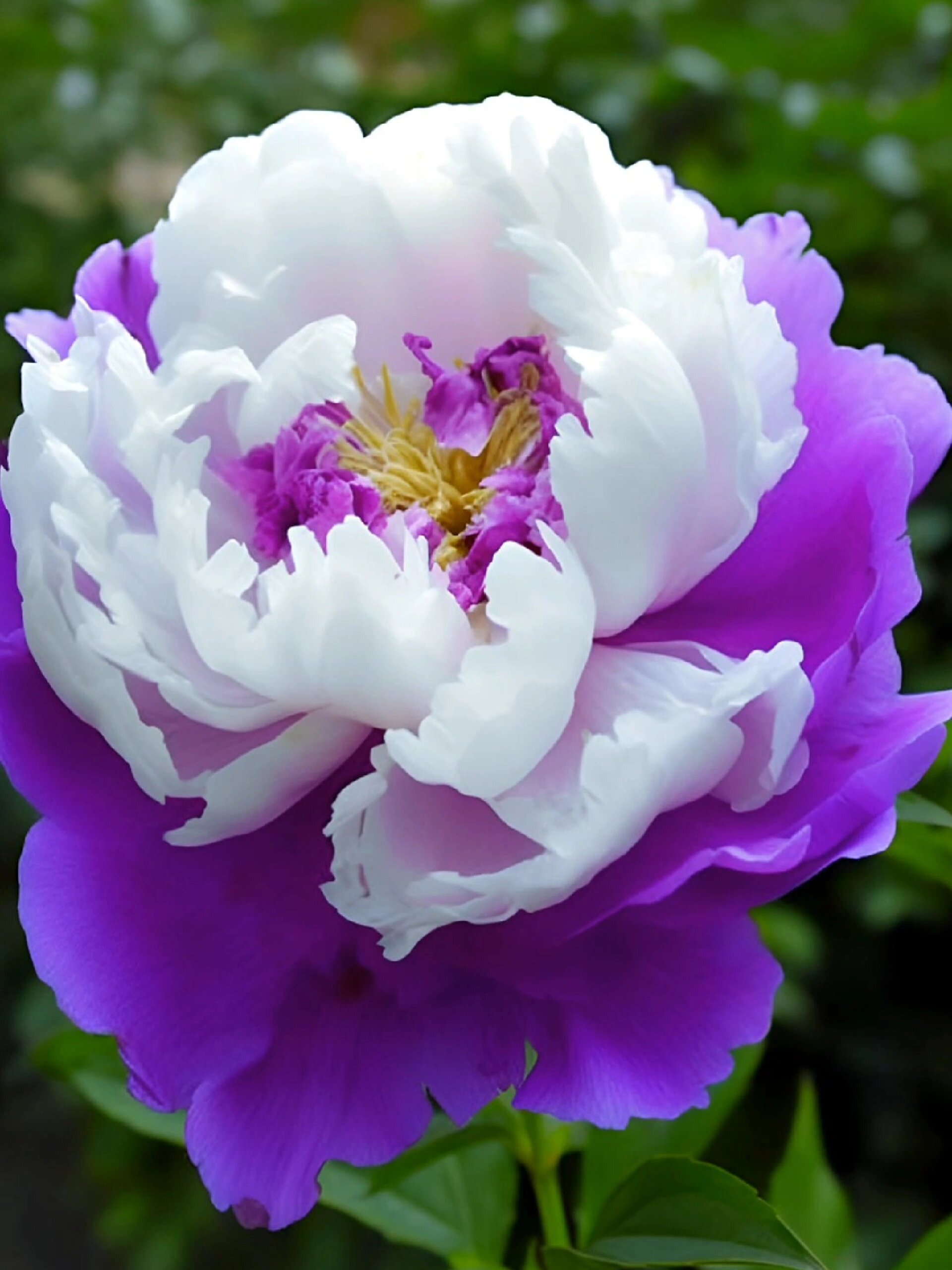 白玉紫国色天香牡丹花