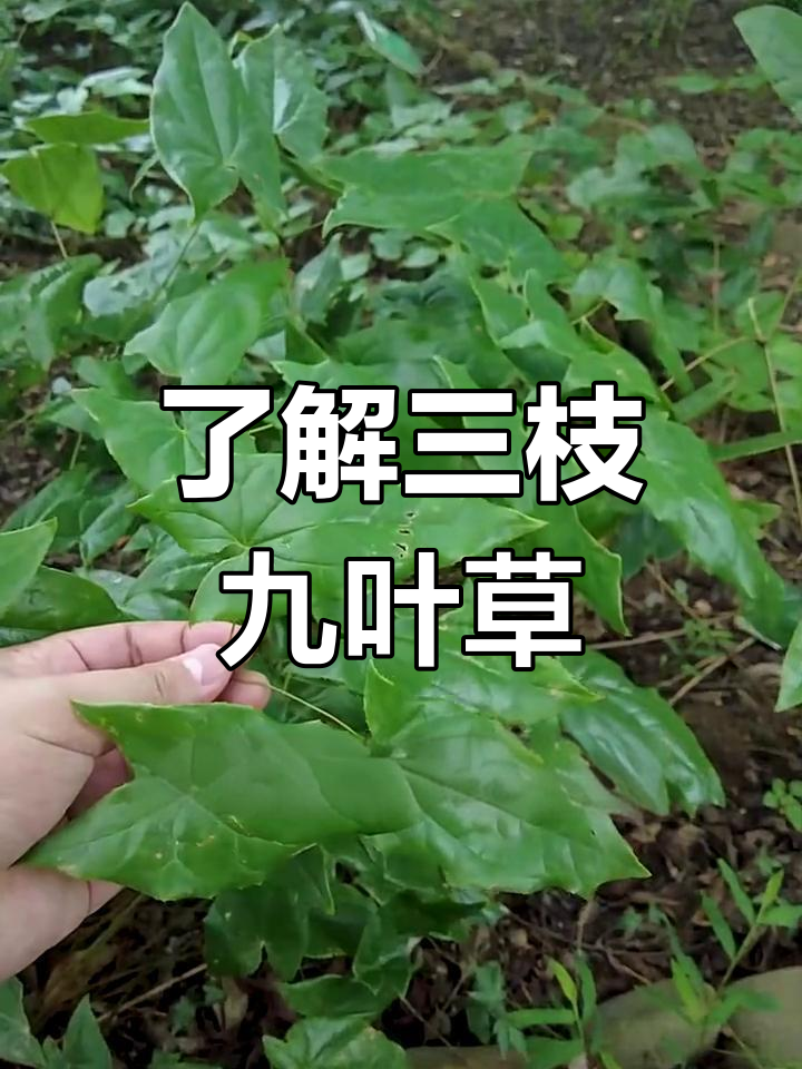 三枝九叶草:神奇植物揭秘,开花能达200朵