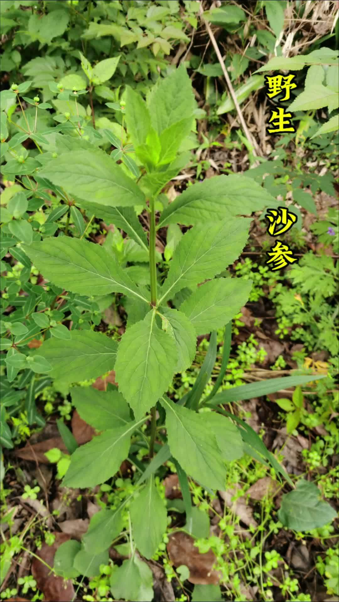 野生沙参原来长这个样子,你学会了嘛?