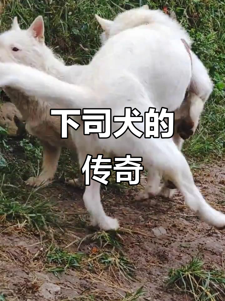 下司犬源自贵州,历史悠久,传说与白龙有关