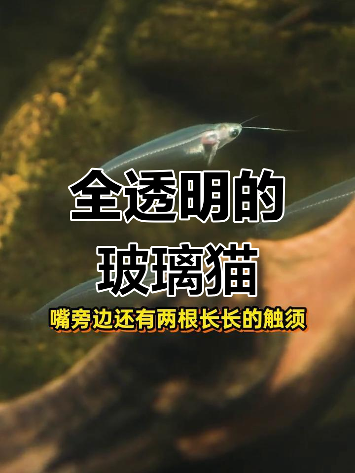 玻璃猫:透明鱼胆小害羞,触须超长!
