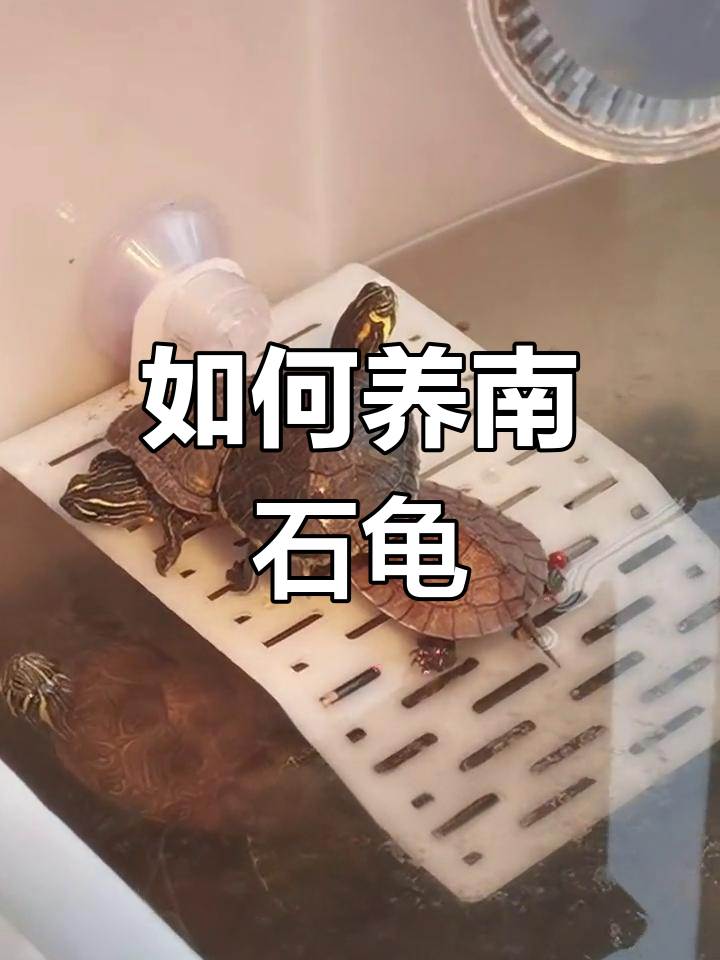 南石龟饲养技巧