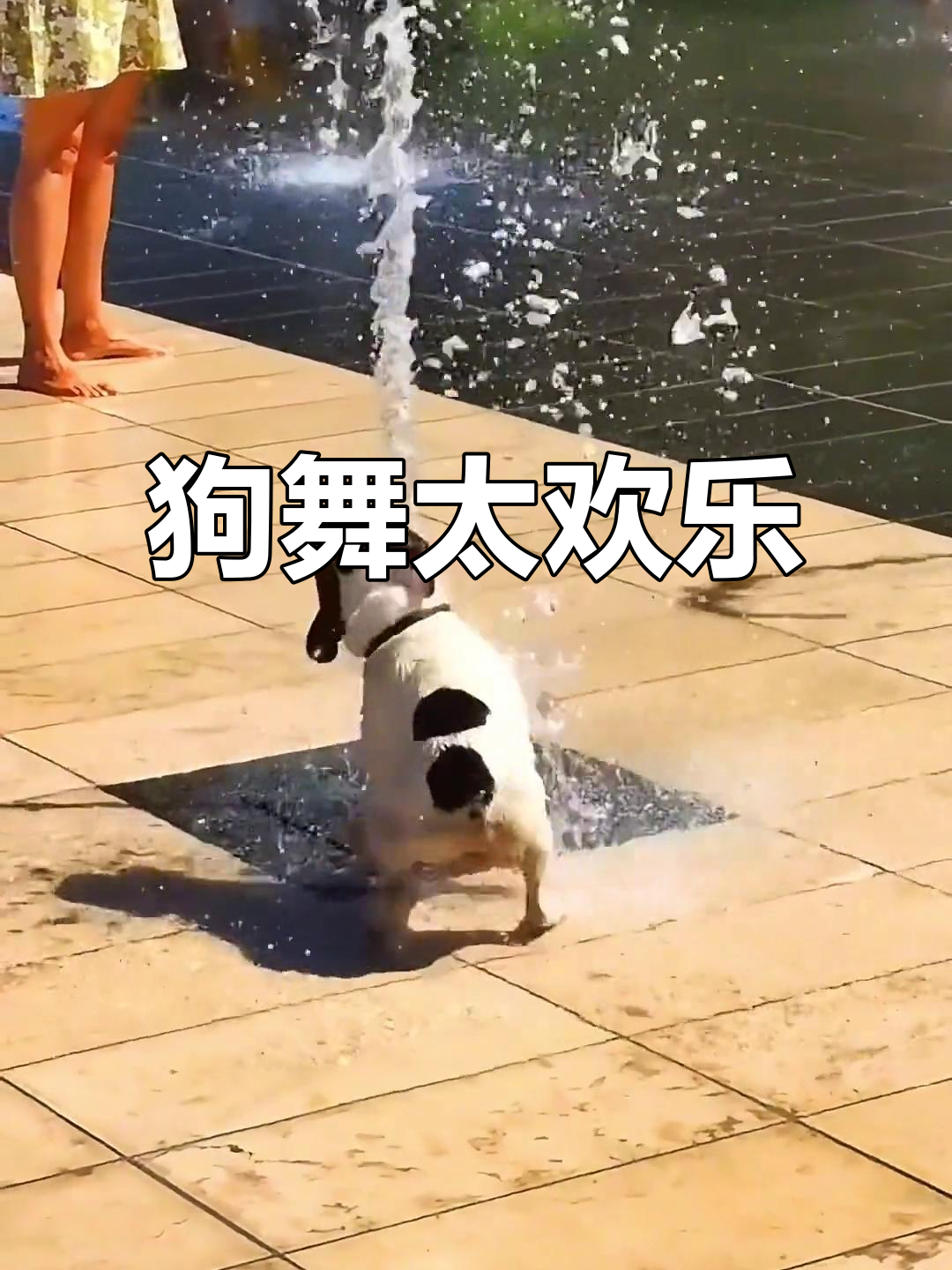 狗狗跳舞太搞笑,笑到不行!