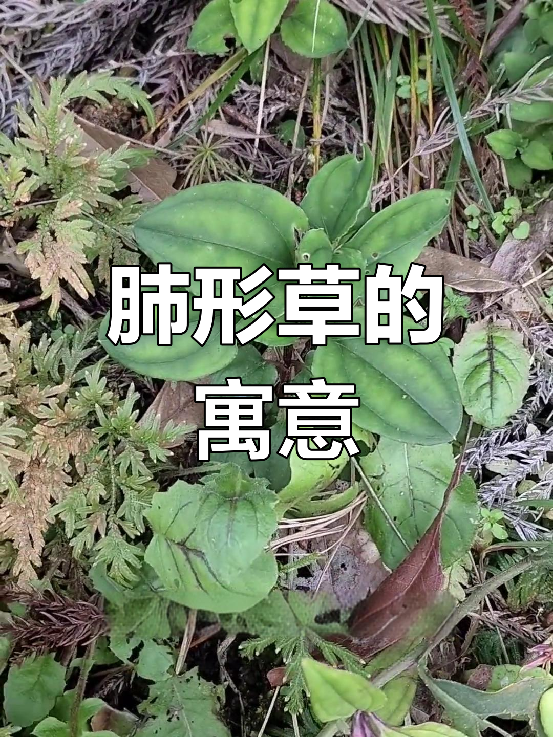双蝴蝶,古称费心草,象征着用心与坚持