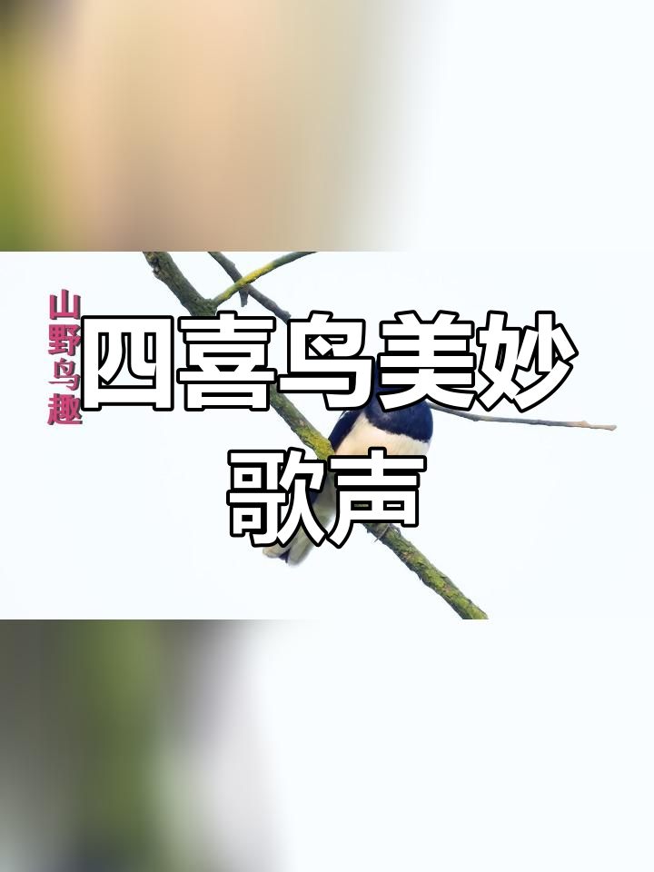 母四喜鸟叫声图片