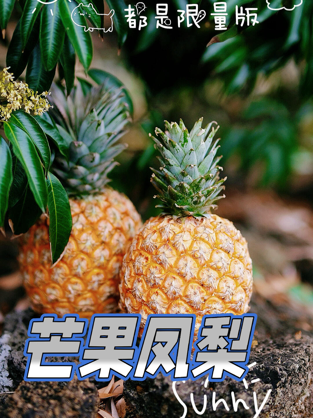 芒果凤梨那些事