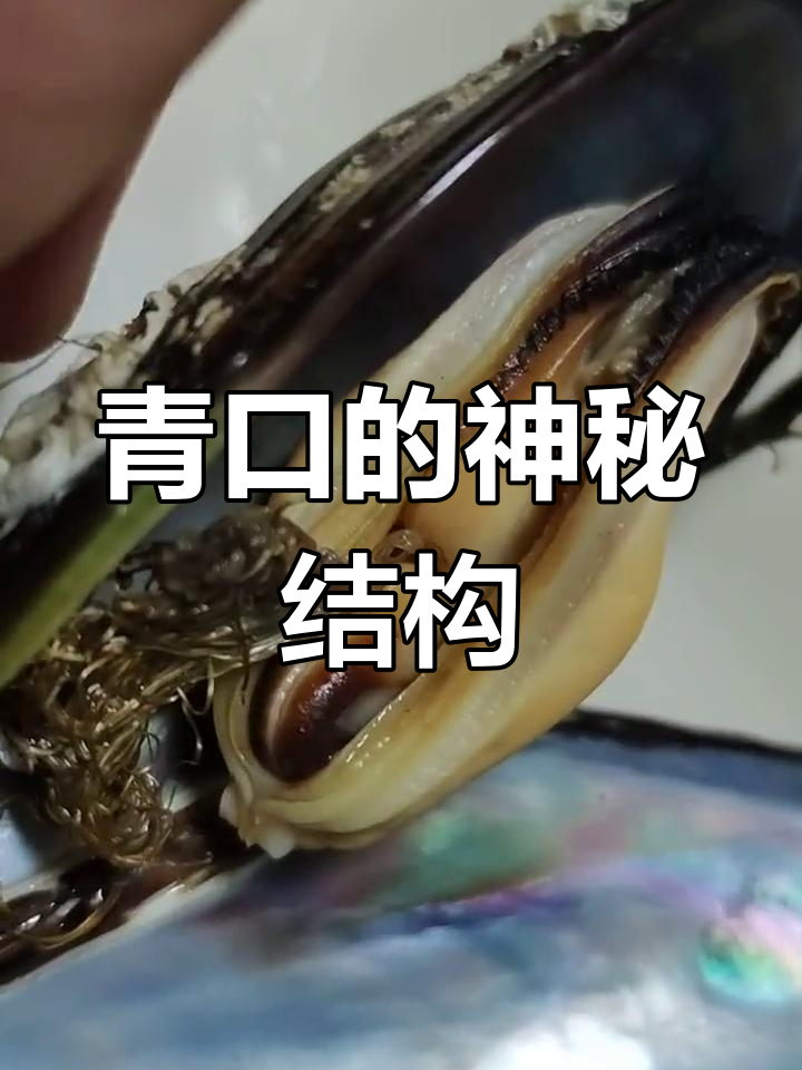 青口里到底有什么?