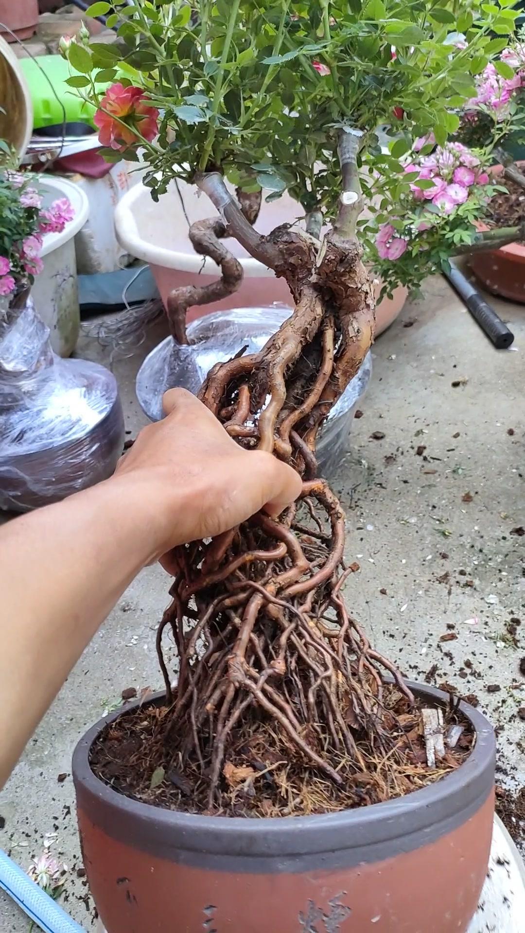 躲躲藏藏高提根月季盆景 月季 嫁接 花卉 花卉绿植 盆栽 盆景 园艺