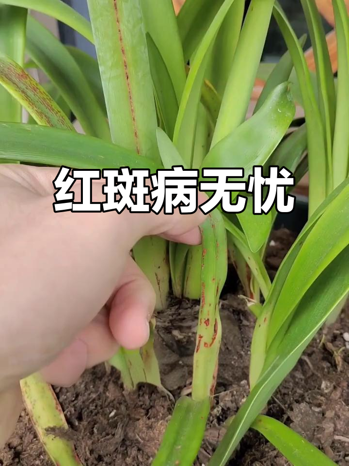 朱顶红红斑病不必慌,药物治疗轻松解决